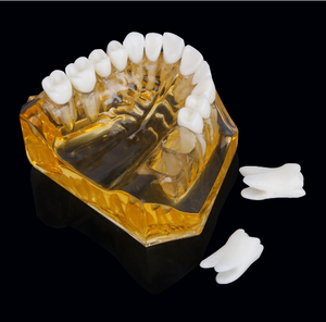 Modèle de dents détachable en PVC de haute qualité, taille double, pour l'apprentissage et la décoration des dents temporaires chez les enfants - Product Image 5