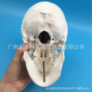 Modelo de esqueleto humano a escala 1:1, adorno de calavera de resina, decoración de oficina. - Product Image 3