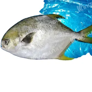 उच्च गुणवत्ता वाली सस्ती मछली फार्म ताजा मछली गोल्डन पोम्पैनो या गोल्डन पोम्पेंनो