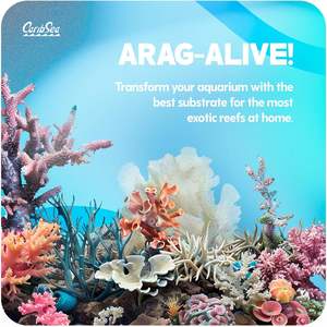 100% Aragonite Coral Sand Gravier de réservoir d'aquarium extérieur moderne pour poissons cichlidés marins tropicaux - Product Image 5