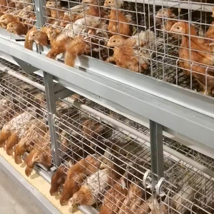 Poulailler Industriel Automatique pour Poules Pondeuses, Cage à Volaille Neuve pour Lapins et Poules - Product Image 1