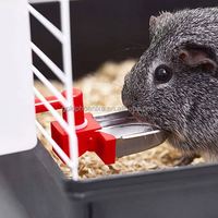 Bouteille d'eau automatique en acier inoxydable YYC pour lapins, rongeurs, souris, poulets et autres animaux – Abreuvoir et mangeoire
