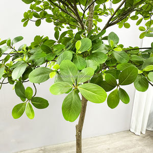 Grand arbre bonsaï à haute <span class=keywords><strong>simulation</strong></span> arbre en palissandre japonais Andromède plante fenêtre aménagement paysager décoration intérieure arbre - Product Image 6