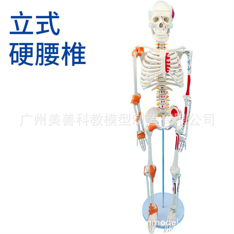 85cm vertical bone pigmented ligament