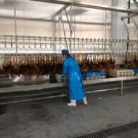Équipement d'abattage de volailles à prix d'usine, 2000 oiseaux par heure