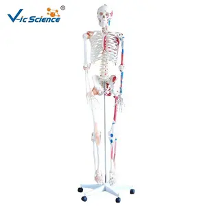 Skeleton with Muscles and Ligaments 180CM Tall Hot sell body Male model
