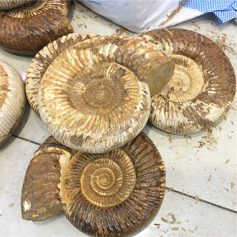 骨董品　工芸品　天然石 1点物 高品質フォッシルコーラル（インドネシア産）珊瑚化石