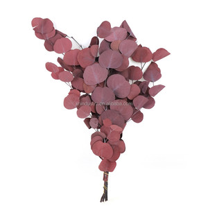 Stile nordico foglia rotonda eucalipto conservazione eterna Bouquet di fiori decorazione piante verdi foglie di mela fiore essiccato - Product Image 4