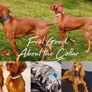 ชุดสายจูงสุนัขแบบหลายคอพร้อมโบว์สีม่วง + ม่วง + ม่วงอุปกรณ์แกะสลักชื่อสัตว์เลี้ยงรูปร่างกระดูกหัวเข็มขัดแบบเงียบสำหรับงานแต่งงาน - Product Image 6