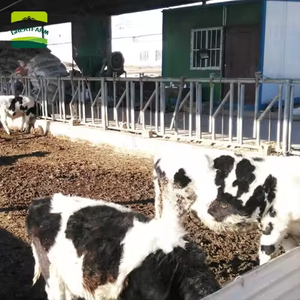 Candado de vaca de ganado galvanizado en caliente, gran equipo agrícola para ganadería, herramienta esencial para la cría de animales - Product Image 6