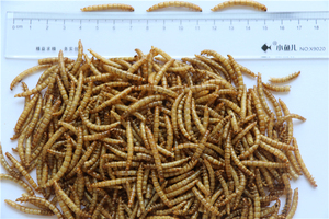 Manufacturers Wholesale <strong>Sale</strong> Fine Processing Microwave Dried Pellet Shape 100% Natural Protein Dry Mealworms Yellow Food - Product Image 3