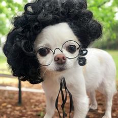 Pup Pup Hair Dog Costume disegno accattivante per il tuo amico peloso - Product Image 1