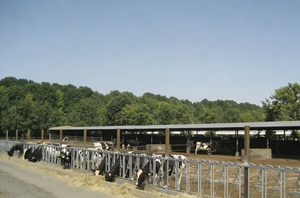 Catenaccio <span class=keywords><strong>per</strong></span> bestiame <span class=keywords><strong>per</strong></span> impieghi gravosi con sistema di alimentazione, bloccacollo <span class=keywords><strong>per</strong></span> <span class=keywords><strong>bovini</strong></span>, cancelli e box <span class=keywords><strong>per</strong></span> bestiame - Product Image 5