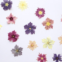Vente en gros de fleurs séchées pressées décoratives naturelles pour l'artisanat d'art en résine timbre de sceau de cire