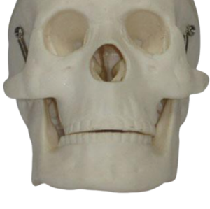 Ada การสอนทางการแพทย์กะโหลกศีรษะขนาดเท่าจริงและกะโหลกศีรษะพลาสติกขนาดเล็กสำหรับการสาธิตโรคเครื่องมือการสอนทางการแพทย์ - Product Image 6