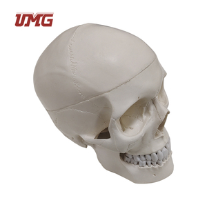 Modèle <span class=keywords><strong>de</strong></span> crâne humain grandeur nature en résine pour l'enseignement médical et la démonstration des soins aux patients (composé <span class=keywords><strong>de</strong></span> 3 parties) - Product Image 5