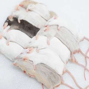 Souris entières lyophilisées pour l'alimentation des serpents de maïs, nourriture pour serpents et rats - Product Image 1