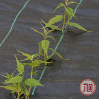 Paillis agricole anti-mauvaises herbes pour vergers, vignobles et fermes - Couverture de sol en rouleaux pour aménagement paysager, paillis plastique anti-UV pour jardin