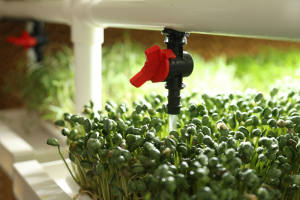 Vente flash : Système hydroponique 6-2 Harvest pour la culture de micro-légumes, de semis et de jeunes arbres fruitiers en pépinière - Product Image 4