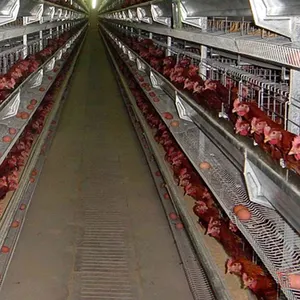 Durable H Type Battery Layer Fully Automatic Chicken Cage For Chicken Farm Poultry Equipment