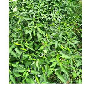 อาหารแปรรูปผักสดและเครื่องดื่มจัดส่งรวดเร็วจากผู้ผลิตในเวียดนามพร้อมบริการหลังการขายที่ยอดเยี่ยม - Product Image 3