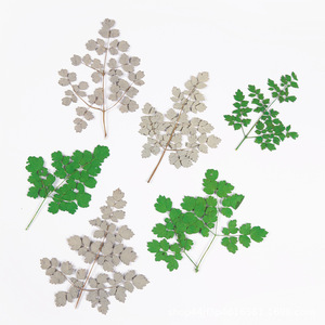 <span class=keywords><strong>Flores</strong></span> de <span class=keywords><strong>Corydalis</strong></span> Secas y Prensadas, Sin Teñir, Envasadas al Vacío para Arte de Uñas, Maquillaje y Manualidades con Resina, Especímenes Botánicos Naturales - Product Image 5