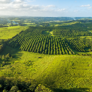 Factory Direct Bulk Sale Organic Chinese Macadamia <b>Nuts</b> Freshly Roasted Cream In-Shell Dried Food Cheap Price Macadamia <b>Nuts</b> - Product Image 6