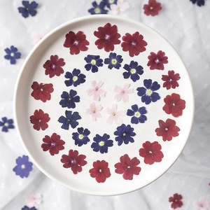 12 pièces/sac variété de <span class=keywords><strong>verveine</strong></span> couleurs naturelles <span class=keywords><strong>fleur</strong></span> pressée pour la décoration d'art d'ongle - Product Image 2