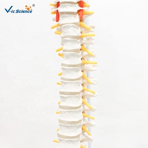 Modèle de <span class=keywords><strong>squelette</strong></span> humain en PVC grandeur nature pour l'enseignement des sciences médicales et la formation en anatomie - Product Image 5