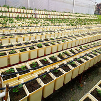 Système hydroponique de seau néerlandais de culture de fruits de légumes en plastique de haute qualité à faible coût