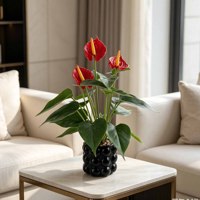 Plante artificielle de luxe moderne en PE, style Ins, fausse fleur d'anthurium en pot, verdure artificielle pour salon, table basse, Noël