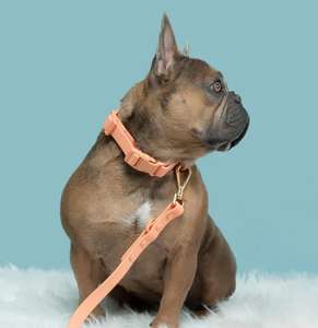 <span class=keywords><strong>Collier</strong></span> de chien en cuir enduit de PVC de couleur froide en gros ensemble de <span class=keywords><strong>laisse</strong></span> colliers BREAKAWAY en nylon solide avec décoration de rivet pour animaux de compagnie - Product Image 2