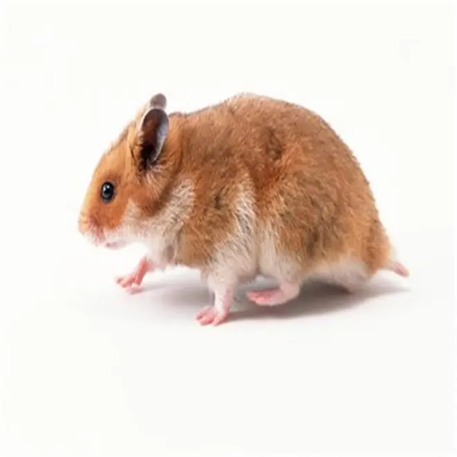 Piège à souris et à rats, le meilleur accessoire multijeux
