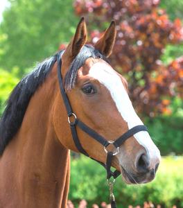 Impermeable personalizar Hardwar Turnout Draft Horse Cabestro PVC Nylon acolchado personalizado Pony <span class=keywords><strong>Pet</strong></span> proveedor Halter con ajuste - Product Image 3