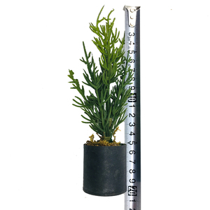 <span class=keywords><strong>Pot</strong></span> <span class=keywords><strong>de</strong></span> plante décoratif en PU imprimé en 3D, feuille artificielle Codiaeum Variegatum, décoration <span class=keywords><strong>de</strong></span> la maison - Product Image 6