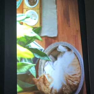 Film adhésif de projection arrière de lumière du jour, film de projection arrière en verre transparent, feuille de projecteur arrière 3d transparente à contraste élevé. - Product Image 4