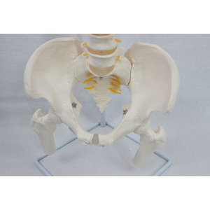 Modèle naturel de la clavicule occipitale et du nouveau modèle de fémur de la ceinture pelvienne des vertèbres plus grandes ; modèle de colonne vertébrale humaine. - Product Image 2