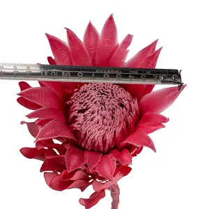 Flores Naturales Preservadas AYOYO OEM, Protea Gigante de Larga Duración, Flores de Protea Preservadas, King Floral - Product Image 6