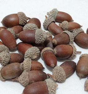 Fornitura all'Ingrosso di Xiang Zi: Noci di Quercia Essiccate Naturali, Frutta Secca Commestibile - Product Image 3