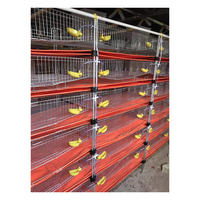 Vendable tout automatique H type boîte de galvanisation à chaud couche cage de caille/cages de batterie de caille pour grande ferme de cailles