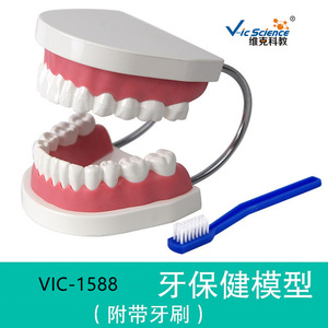Modelo Ampliado de Cuidado e Higiene Dental, Molde de Enseñanza de Gran Tamaño para Cuidado Bucal - Product Image 4