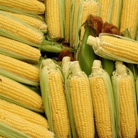 Usine d'arômes en Chine Poudre d'arôme de maïs sucré Fabricant d'arômes alimentaires de haute qualité Artificiel pour pop-corn/confiture/gelée/alcool
