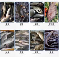 Machine industrielle tout-en-un pour l'abattage, le détartrage et la découpe du poisson, machine automatique pour l'abattage du poisson fabriquée en Chine