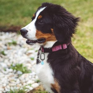 Pcs Metal Spring Oval Rings Round Carabiner <b>Key</b> Ring Clip For Keychain Buckle <b>Purse</b> Hardware DIY Crafts Gunmetal Inch - Product Image 4