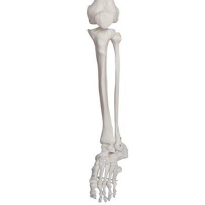 Modèle anatomique grandeur nature de la colonne vertébrale thoracique et des membres inférieurs ADA Medical Science pour la démonstration des maladies et l'outil pédagogique - Product Image 3