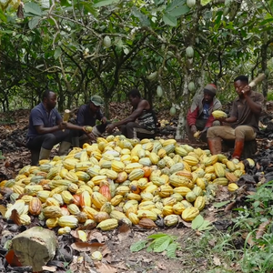 Organic cococoa Butter unrefined For Body Cream & Lotion - 100% tinh khiết tự nhiên Ghana theobroma cacao hạt lạnh ép | số lượng lớn 1kg - Product Image 3