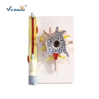 Modèle d'enseignement anatomique de neurone médical matériau PVC écologique marque scientifique Vic