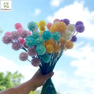 Vendita Calda 10 Pezzi/Bundle Semi di Scabiosa Fiore Preservato Stile Ins Bouquet di <span class=keywords><strong>Fiori</strong></span> Secchi per Decorazione Casa - Product Image 5