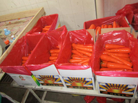 Nouvelle récolte de légumes frais de Chine en gros : Carottes chinoises en vrac, graines de carottes, prix frais pour l'exportation