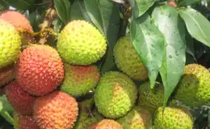 Fruta dulce fresca Litchi no lichi lata comida Fei Zi Xiao Litchi